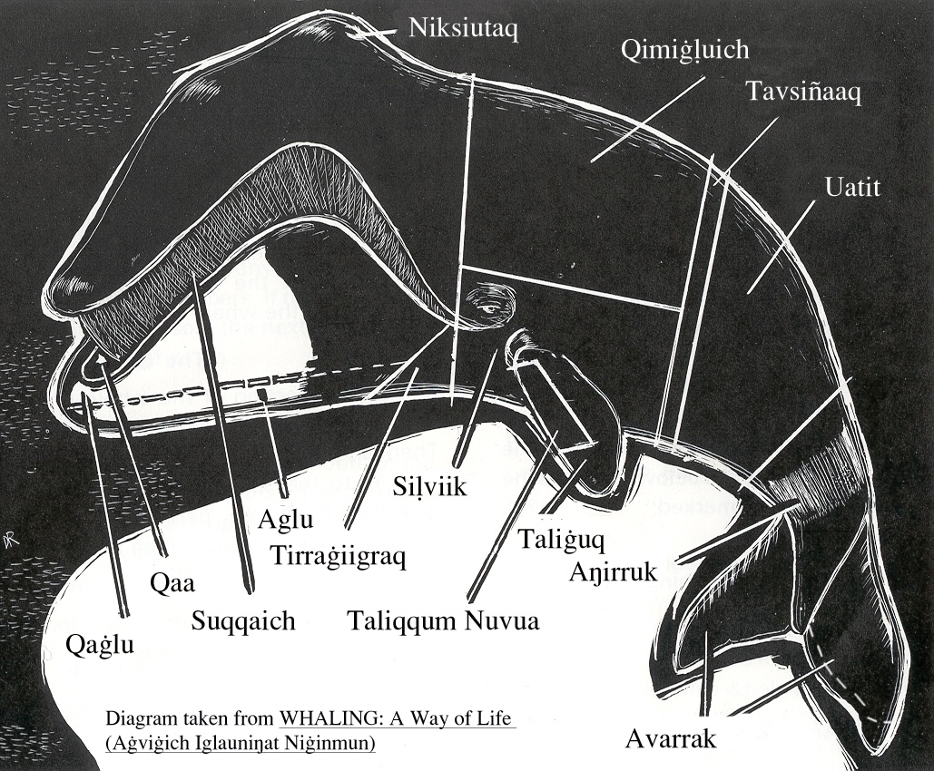 Tikiġaq Aġviq distribution